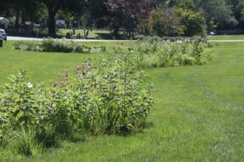The vegetation planted to trap pollutants and silt from surface runoff at the East Hampton Village green is in full bloom this month.