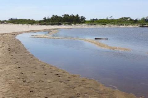 The cyanobacteria bloom that compelled the East Hampton Town Trustees to close Georgica Pond to the harvesting of crabs and other marine life has sufficiently diminished to allow its reopening. The cyanobacteria bloom that compelled the East Hampton Town Trustees to close Georgica Pond to the harvesting of crabs and other marine life has sufficiently diminished to allow its reopening.