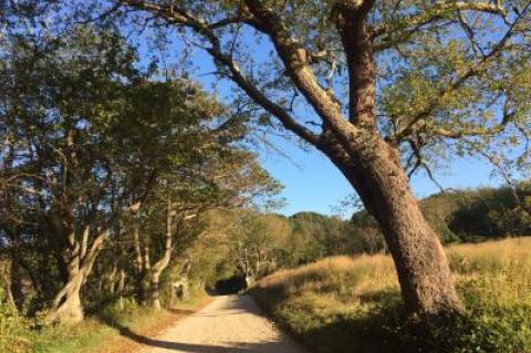 A meadow along the driveway into the Mashomack Preserve