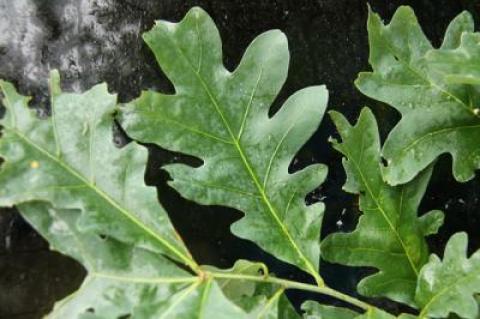 There is “one property unique to [oak wilt] disease, the tendency to drop leaves in the middle of the summer,” Margery Daughtrey, a plant pathologist at Cornell University’s research and extension service in Riverhead, said this week.