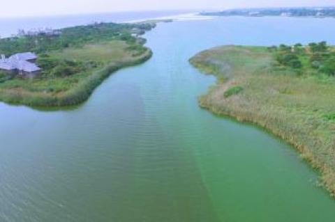 Blue-green algae spreads into Georgica Cove.