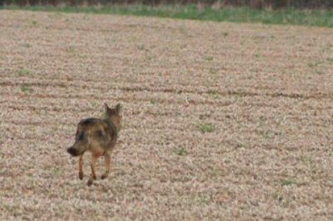 Dell Cullum says he saw a coyote on a field in the Sagaponack-Wainscott area on Friday morning. Dell Cullum says he saw a coyote on a field in the Sagaponack-Wainscott area on Friday morning.