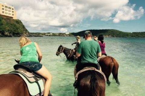 The rescue hoses of Golden Age Ranch take St. Thomas tourists on trail rides down to the beach and into the Caribbean water. Without that income to support them, the Golden Age Ranch needs help.