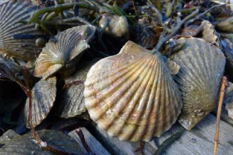 Bay scallops fresh from a South Fork harbor Bay scallops fresh from a South Fork harbor