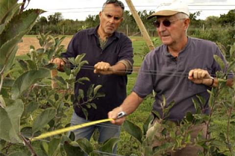 George Hirsch, left, inspected an apple tree with John Halsey of the Milk Pail stand at his orchard in Mecox. George Hirsch, left, inspected an apple tree with John Halsey of the Milk Pail stand at his orchard in Mecox.