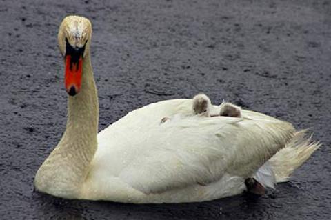 With a new management plan released on Monday, the state has tempered its call for a complete eradication of the mute swan in New York by 2025. With a new management plan released on Monday, the state has tempered its call for a complete eradication of the mute swan in New York by 2025.