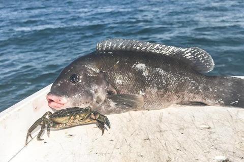 Stubby, stout, and not much to look at, blackfish gain their stellar flavor by feasting on a diet of green crabs and other hard-shelled species like lobster and mussels. Stubby, stout, and not much to look at, blackfish gain their stellar flavor by feasting on a diet of green crabs and other hard-shelled species like lobster and mussels.
