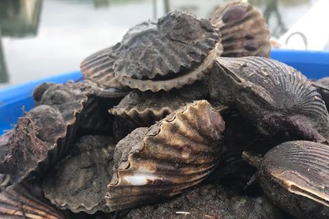Habitat loss and nitrogen loading are among the causes of an especially weak scallop harvest this year. Habitat loss and nitrogen loading are among the causes of an especially weak scallop harvest this year.