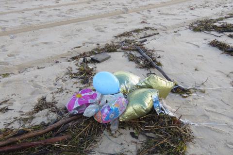 Environmental groups have urged town officials to ban intentional releasing of balloons because of the risk it poses to marine and wildlife. Environmental groups have urged town officials to ban intentional releasing of balloons because of the risk it poses to marine and wildlife.