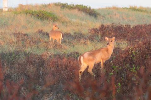 Each municipality sets its own agenda on deer management. Each municipality sets its own agenda on deer management.