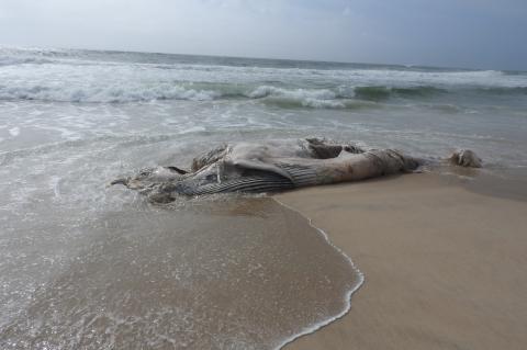 The Atlantic Marine Conservation Society could not say for sure without seeing the whale up close what species it was. It was found on an East Hampton Village beach Wednesday morning.