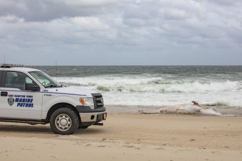 An East Hampton Town Marine Patrol officer watched over a dead minke whale that was found on Indian Wells Beach Monday afternoon.