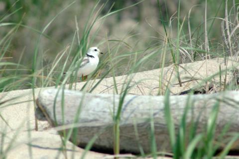Piping plovers, like this one that nested near Main Beach in East Hampton, are among the 186 species considered most at risk of extinction in New York State in a new report. Piping plovers, like this one that nested near Main Beach in East Hampton, are among the 186 species considered most at risk of extinction in New York State in a new report.