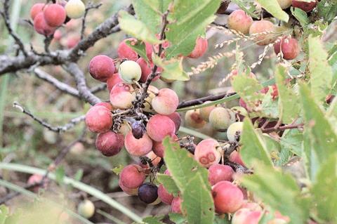 Beach plums in August showing a hint of blush and their unique flavor when ripe