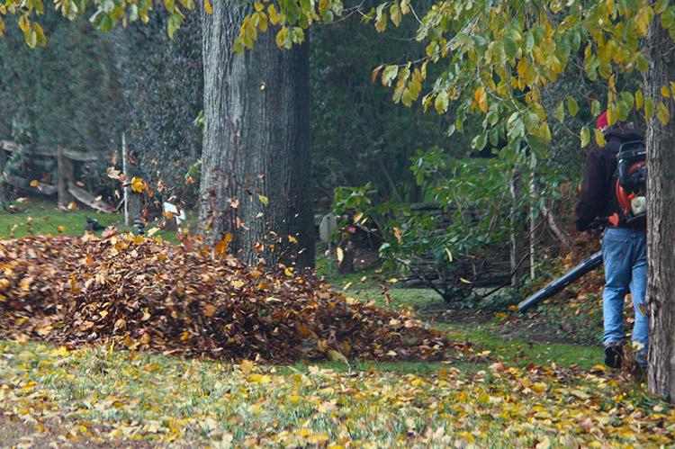 An Unhealthy Obsession With Leaf Removal The East Hampton Star an-unhealthy-obsession-with-leaf-removal-the-east-hampton-star