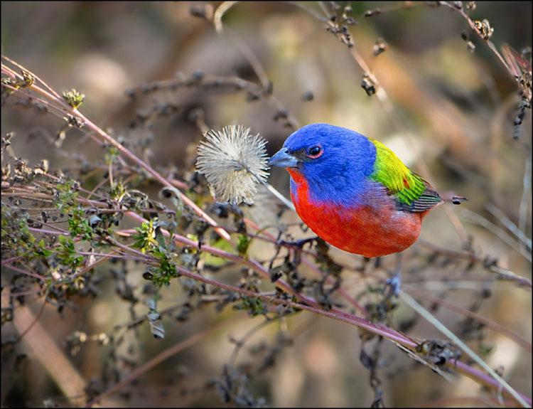 20260212_Vils_BackyardBirdPain