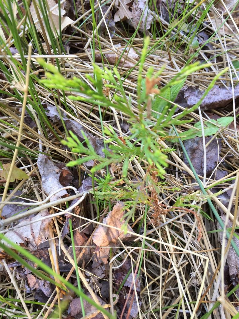 D.E.C. Offers Native Tree Seedlings for Sale  The East Hampton Star