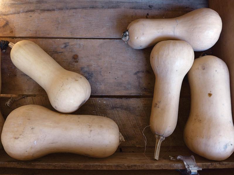 Butternut squash at Amber Waves Farm market in Amagansett