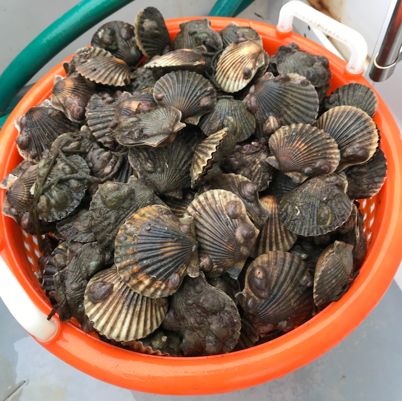 Live in Shell Bay Scallops (New Brunswick) — Products