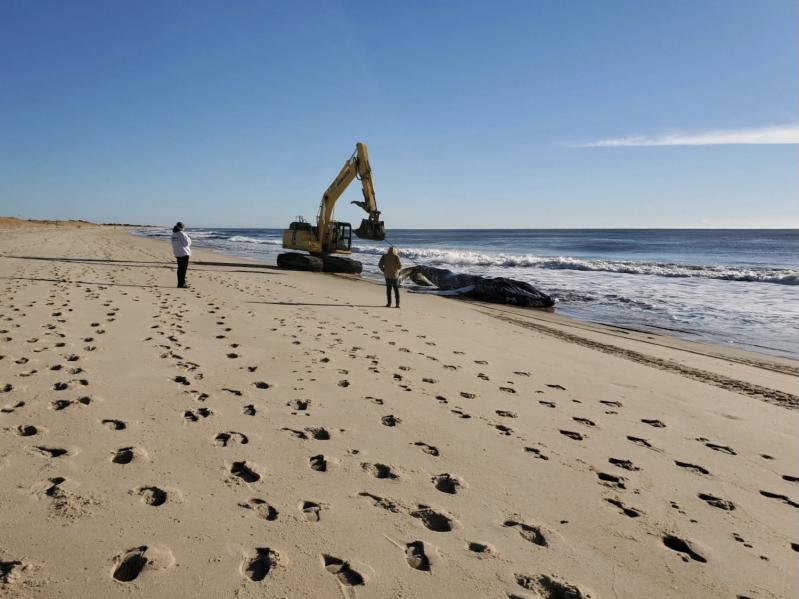 Dead Whale in Amagansett Had No Signs of Trauma | The East Hampton Star