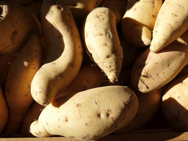 Potatoes at Amber Waves Farm Market in Amagansett