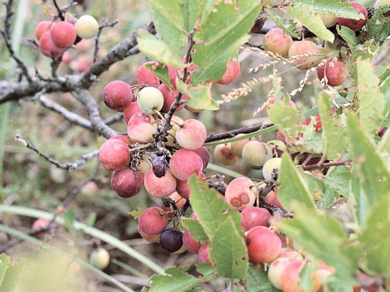 Beach plums in August showing a hint of blush and their unique flavor when ripe